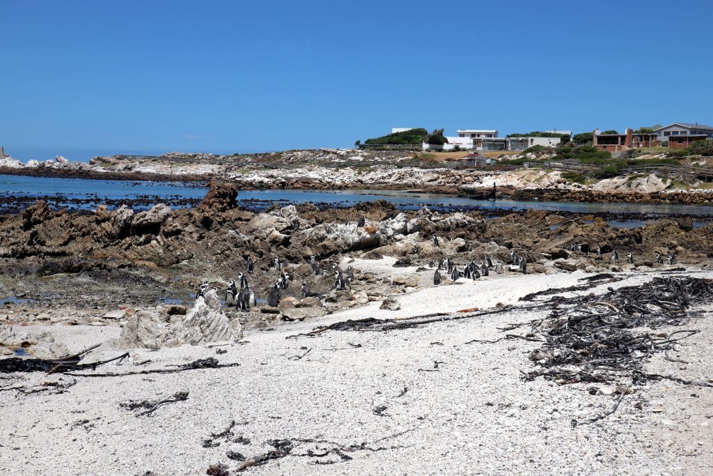 Bettys Bay Penguin Colony