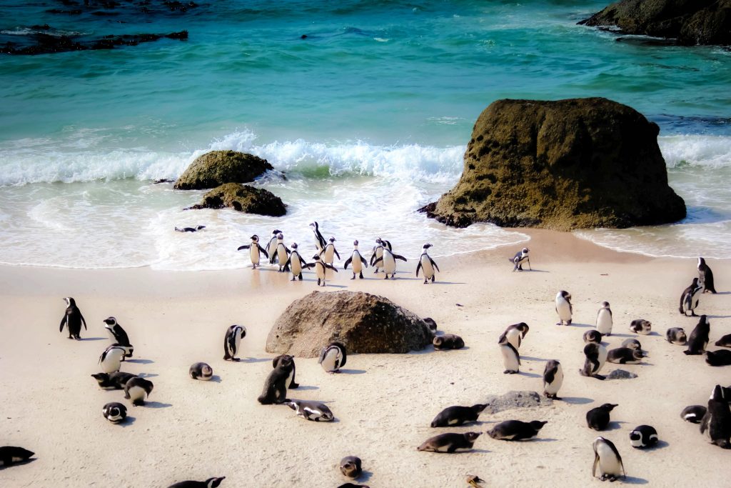 Western Cape Experiences Penguin Colony