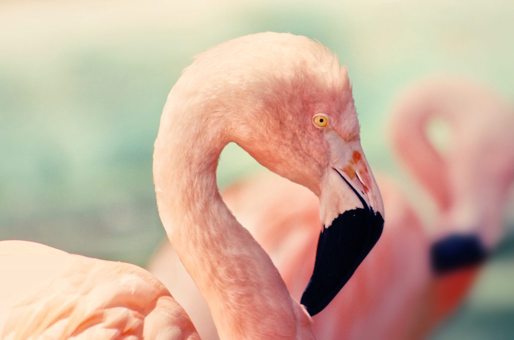 Flamingos West Coast National Park