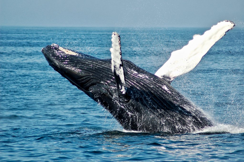 Whale spotting West Coast