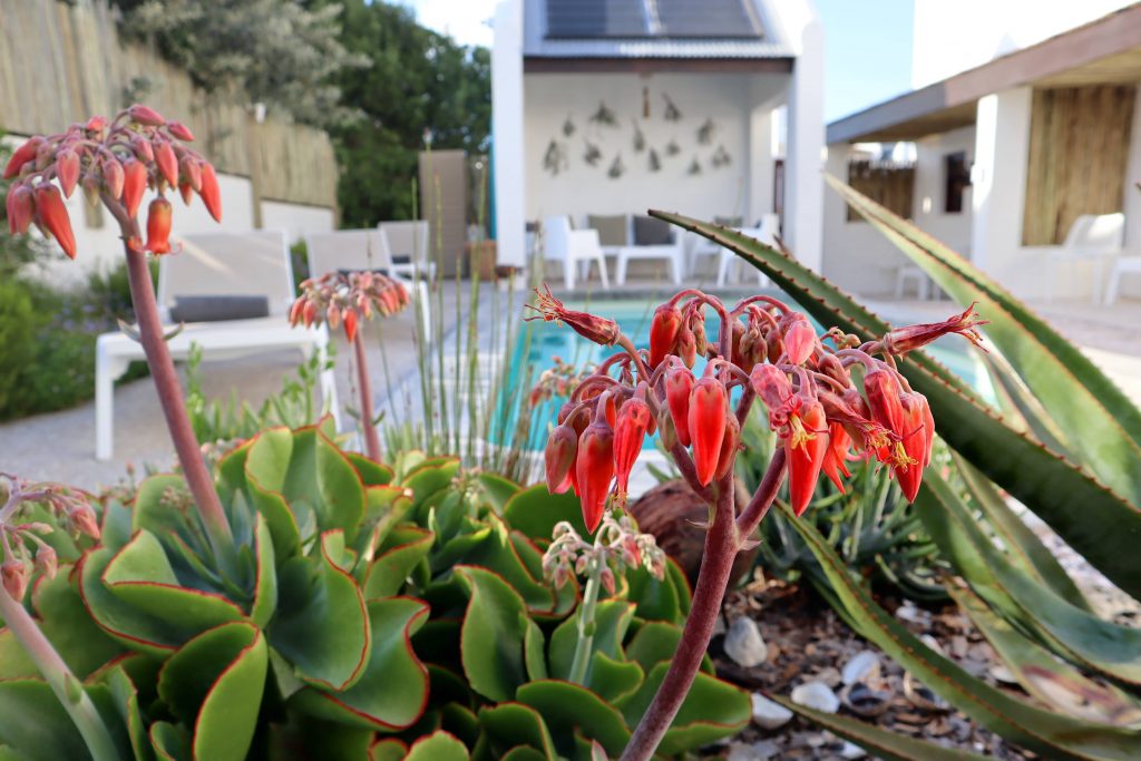 Gonana Guest House Garden