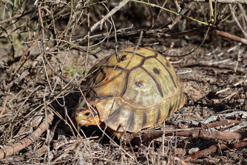 Thali Thali Game Lodge Tortoise