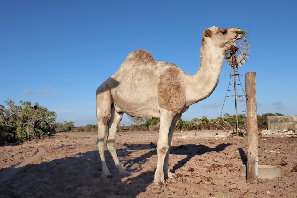 Thali Thali Game Lodge Camel