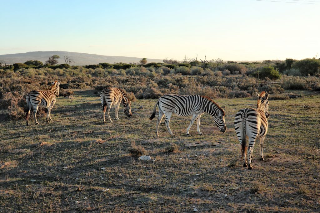 Thali Thali Game Lodge Zebras