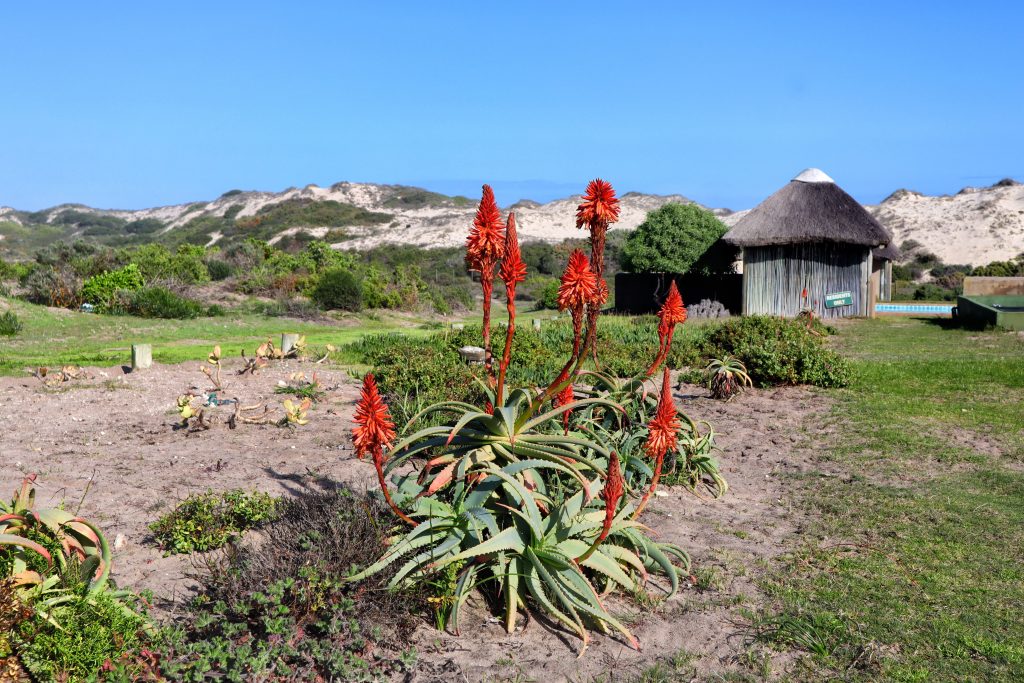 West Coast wildflowers accommodation Draaihoek Lodge