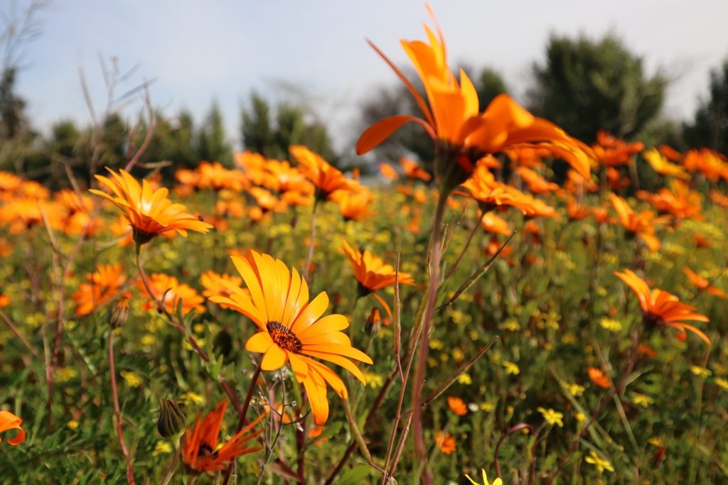 Wildflowers