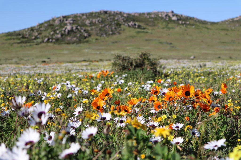 Spring Wildflowers