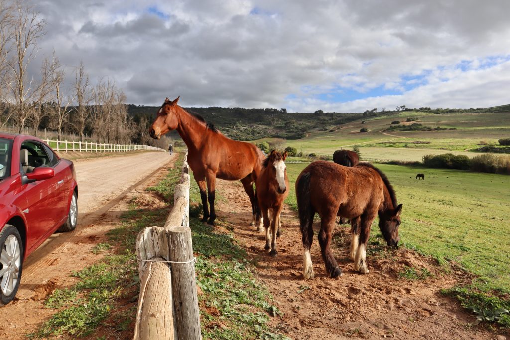 Western Cape Experiences Road Trip Tips