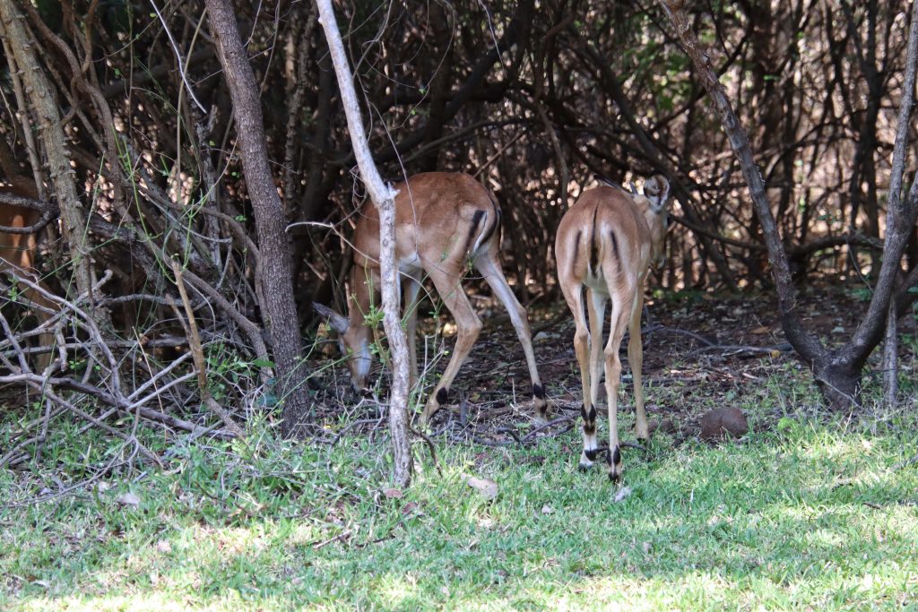 The Royal Livingstone Hotel Wildlife